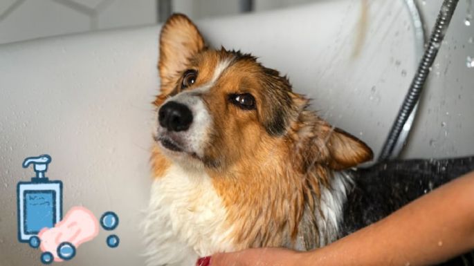 ¿Cómo debo bañar a mi perro en invierno? Consejos para que no se enferme tu lomito