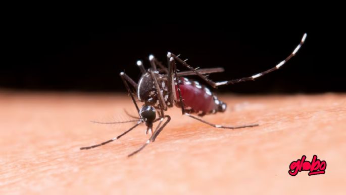 El truco para ahuyentar mosquitos con vinagre