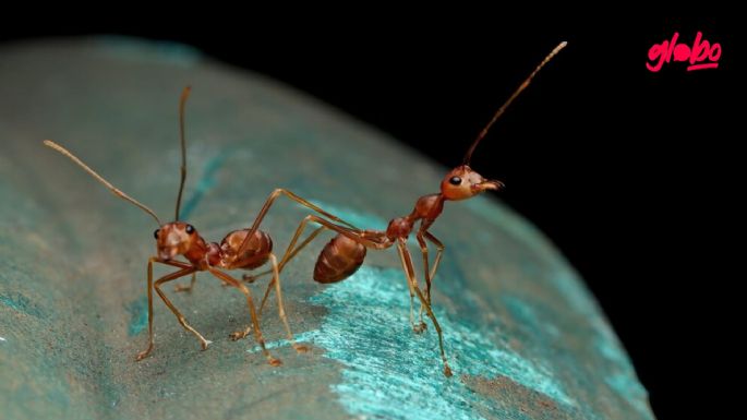 ¿Cómo eliminar las hormigas de casa?