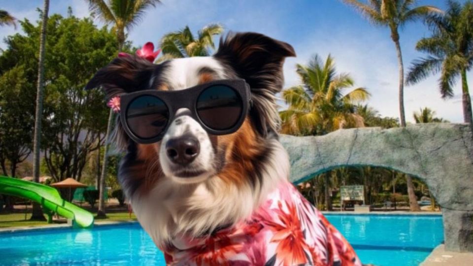 Los mejores destinos acuáticos en México para vacacionar con tus mascotas fieles.