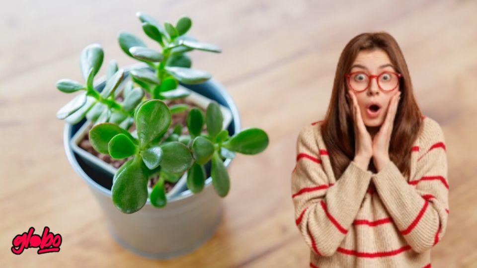 Si tu árbol de jade está débil y no crece, te recomendamos regarlo con abono casero hecho en casa.