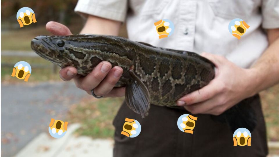 Pez cabeza de serpiente, ¿Por qué puede caminar y respirar?