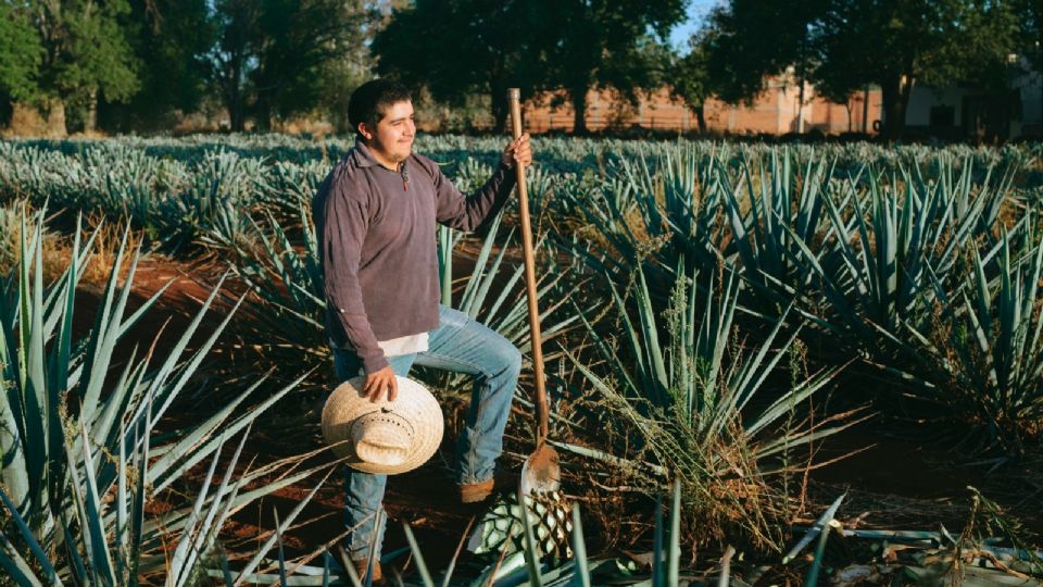 El Pueblito de Jalisco con campos de agave azul.