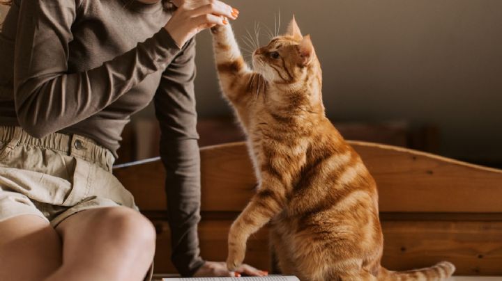 Las 3 razas de gatos más cariñosas y tranquilas para tener en un departamento