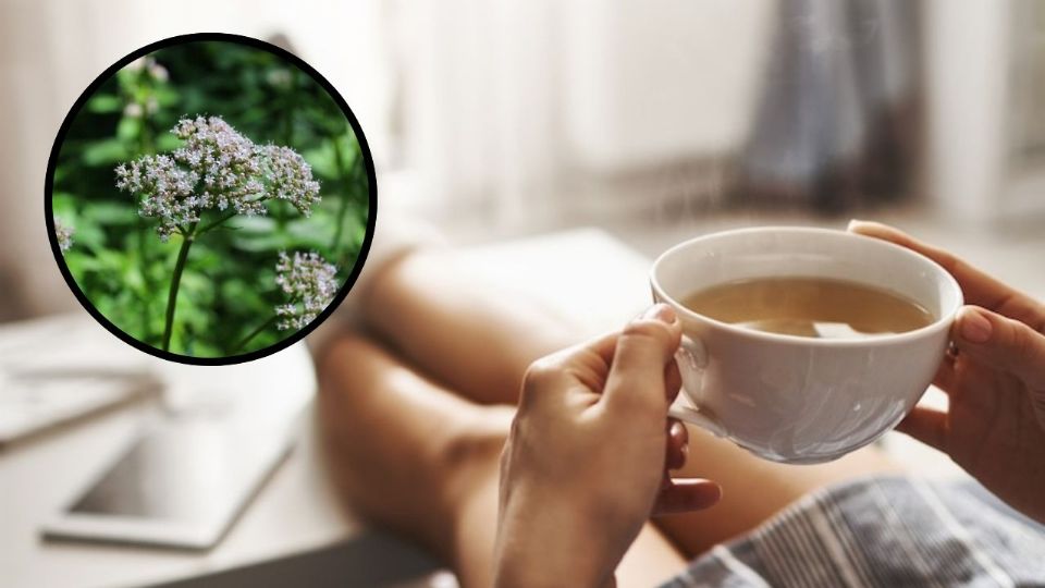 Cada vez más personas prefieren la valeriana frente a medicamentos sintéticos para dormir mejor.