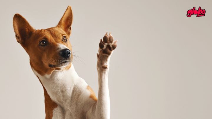 ¿Qué alimentos NUNCA le debes dar a tu perro?