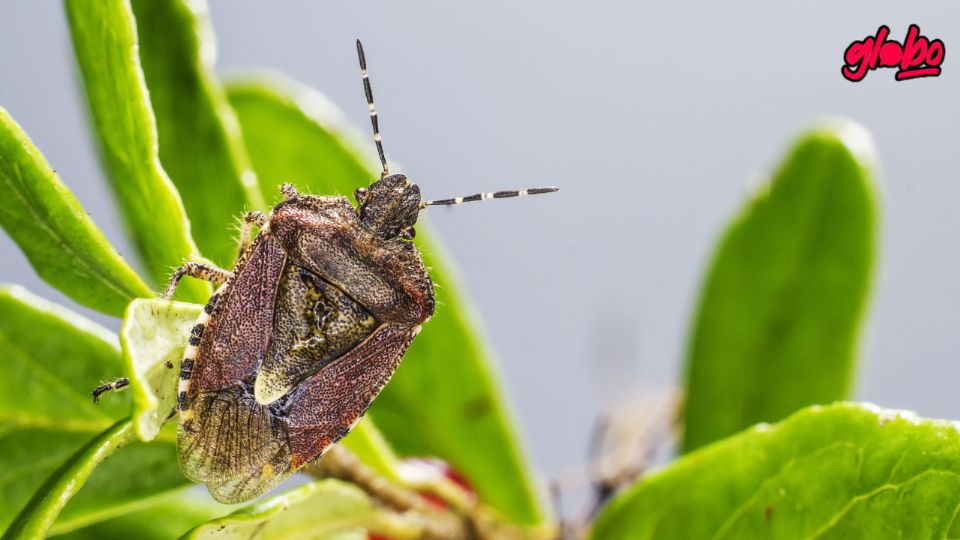 Eliminar chinches de forma natural es posible utilizando ingredientes que repelen y ahuyentan a estas plagas.