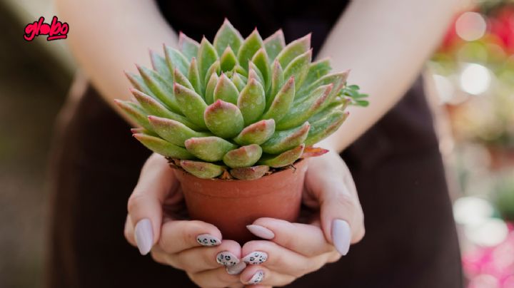 ¿Cómo cuidar el árbol de la abundancia para atraer la fortuna, según expertos?