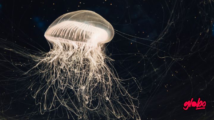 ¿Qué es la medusa inmortal y por qué es una de las especies más extrañas?