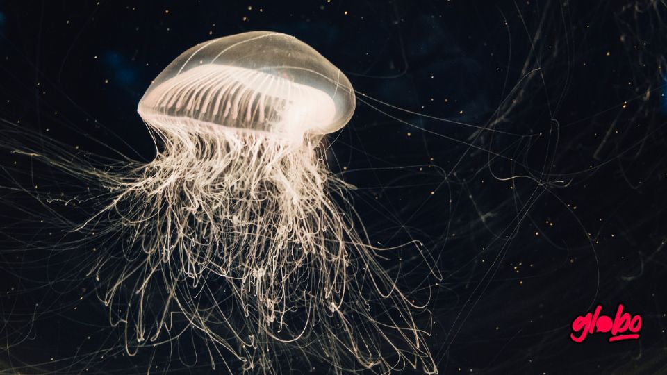 La medusa inmortal desafía las leyes de la naturaleza con su asombrosa capacidad de volver a la juventud una y otra vez.