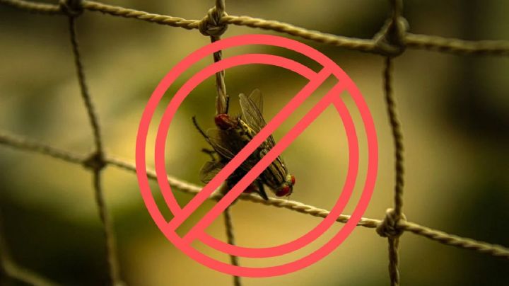 ¿Cómo eliminar las moscas de la cocina?