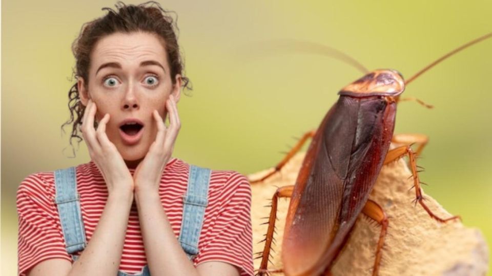 Las cucarachas no solo son molestas, son un riesgo potencial para la salud pública.