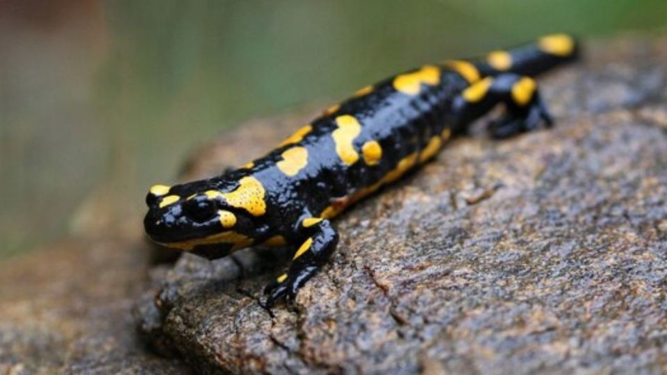 El ajolote de arroyo de montaña es sumamente importante para el ecosistema.