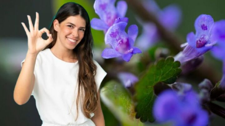 Una cucharadita de este abono casero para que las violetas de los alpes estallen de flores