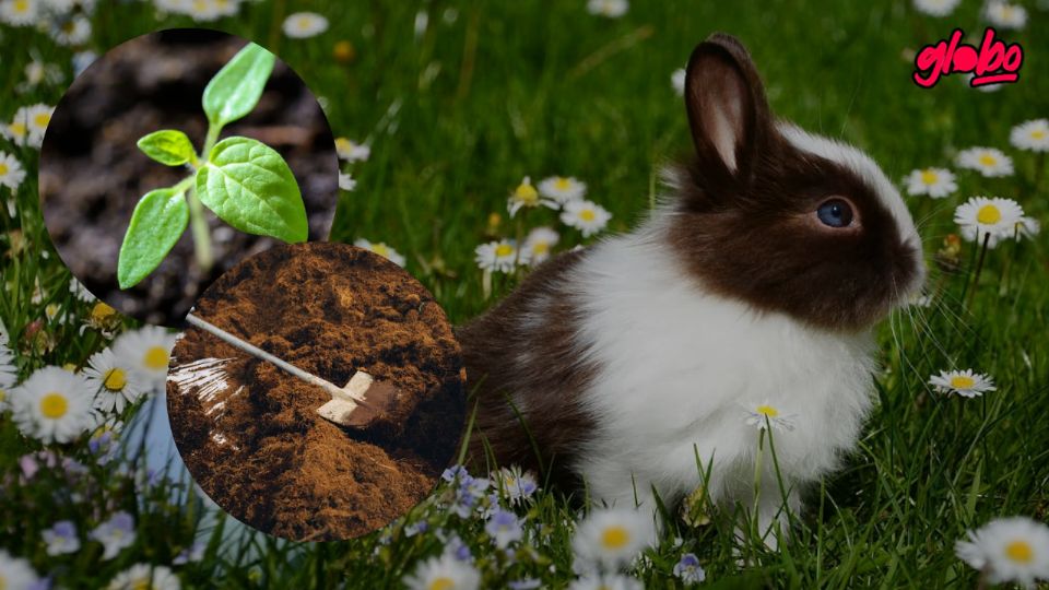 El abono de conejo es un fertilizante natural que fortalece las plantas y potencia su floración de manera saludable.