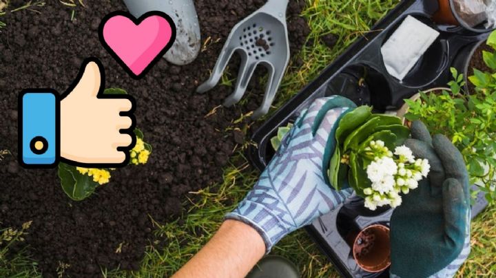 3 ABONOS caseros que harán explotar tus plantas con flores y frutos en tiempo récord