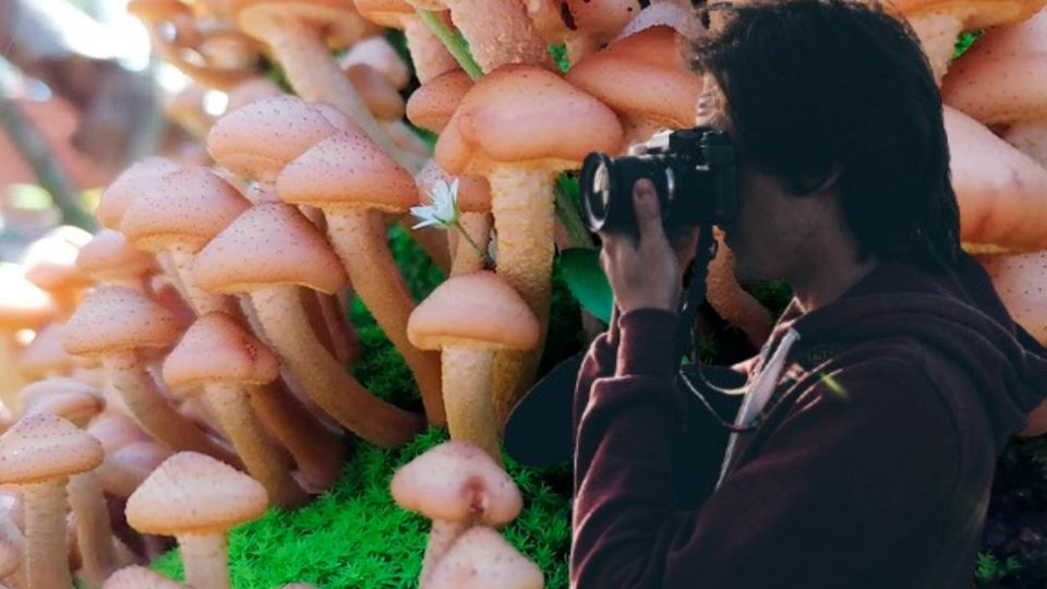 Esta ruta de hongos ofrece una forma divertida y educativa de disfrutar el verano, como se puede explorar en destinos de verano