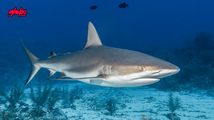 Estas son las áreas naturales protegidas con más tiburones de todo México