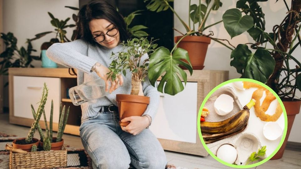 Tres ingredientes de cocina se transforman en un fertilizante casero ideal para tus plantas.