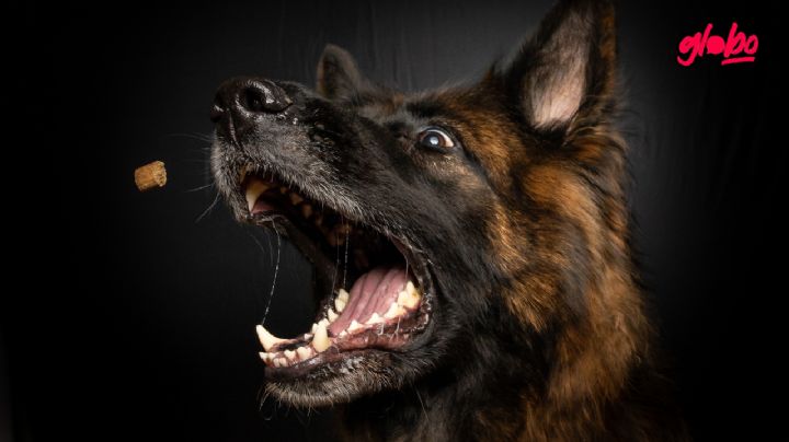 La guía perfecta para evitar que tus perros se peleen por la comida