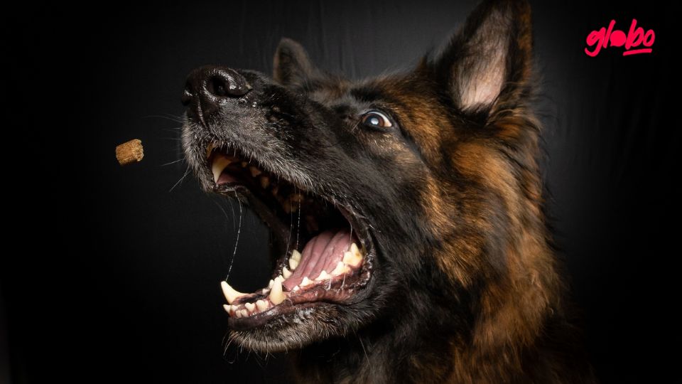 Si tienes varios perros en casa y te preocupa que se peleen por la comida, entonces este artículo te interesará.