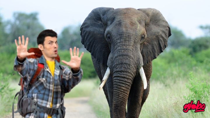 VIDEO: Elefante persigue a turista y lo aplasta