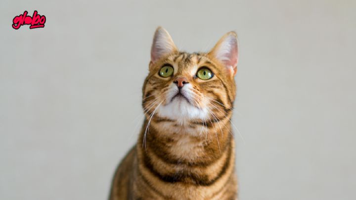 Estas son las señales que tu gato está estresado y qué debes hacer