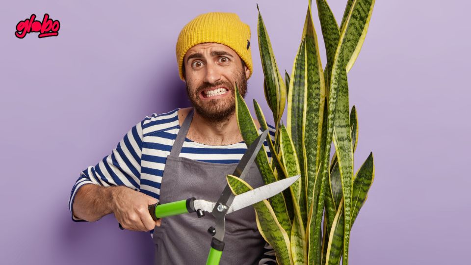 Este abono natural es fácil de preparar y potencia el crecimiento saludable de la Espada de San Pedro durante los meses más cálidos.