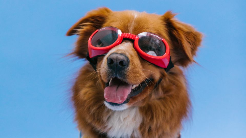 Shih Tzu y Cavalier King Charles Spaniel destacan por su tamaño compacto y carácter afectuoso.