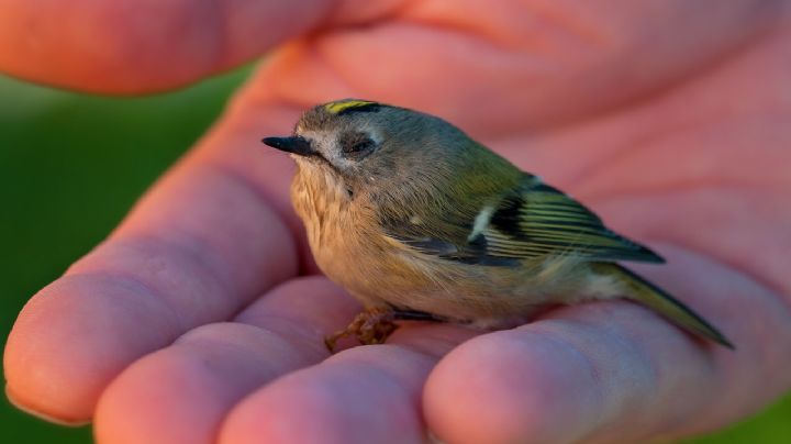 5 beneficios de tener un ave como mascota en casa