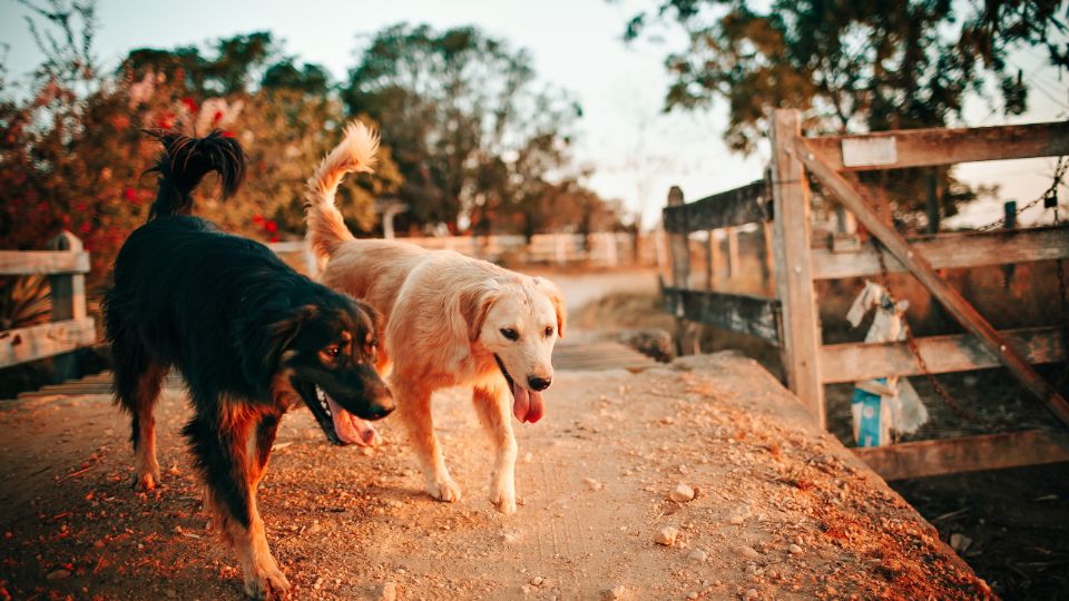 Los Dachshund, conocidos como perros salchicha, suelen vivir entre 12 y 16 años con cuidados adecuados.