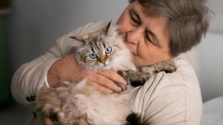 ¿Cuáles son las 9 razas de gatos más tranquilos y cariñosos?