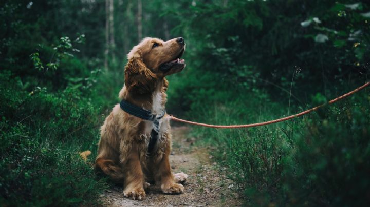 ¿Cuáles son las razas de perros que MENOS años viven y hasta qué edad en promedio?