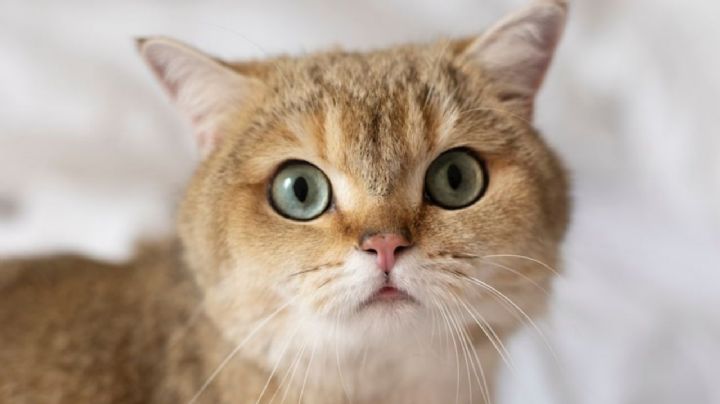 ¿Cómo se comunica tu gato contigo con sus maullidos, orejas y cola? Conoce su lenguaje