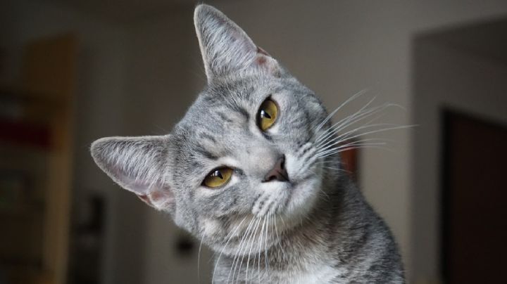 ¿Cómo se llaman los bigotes del gato, para qué sirven, por qué se caen y qué pasa si se los cortas?