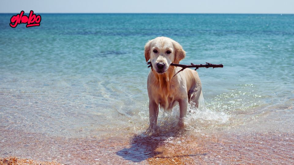 Descubre las playas de México donde tu mascota puede disfrutar junto a ti del sol y el mar.
