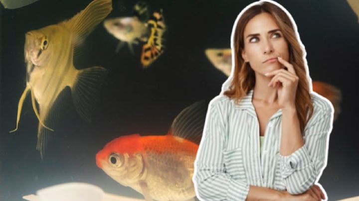 ¿Cuánto años vive un pez de pecera y qué especies de peces son más longevas?