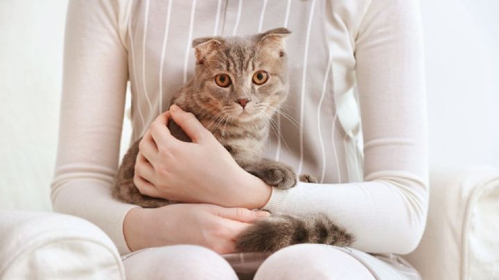 ¿Cómo saber si tu gato confía en ti? 7 señales o gestos de que tienes la confianza de tu michi