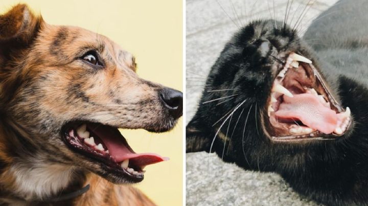 ¿Qué animales o mascotas además de perros y gatos te pueden transmitir rabia?