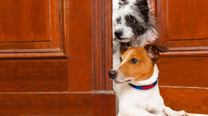 ¿Tu perro te espera en la puerta? Esto es lo que significa, según veterinarios