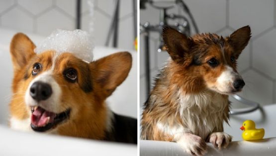 Señales con las que puedes saber si a tu perro le gusta bañarse o si se estresa y recomendaciones