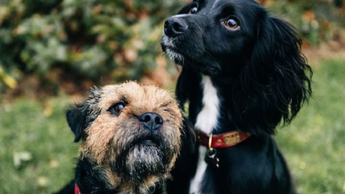 ¿Tienes varias mascotas? Conoce las 10 razas de perros reactivos con otros animales