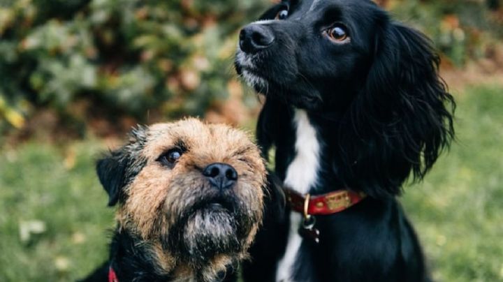 ¿Tienes varias mascotas? Conoce las 10 razas de perros reactivos con otros animales