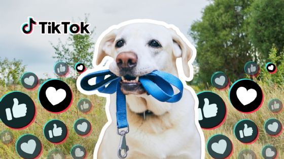 ¿Qué es Hobby Dogging,  dónde surgió y por qué se volvió viral en TikTok?